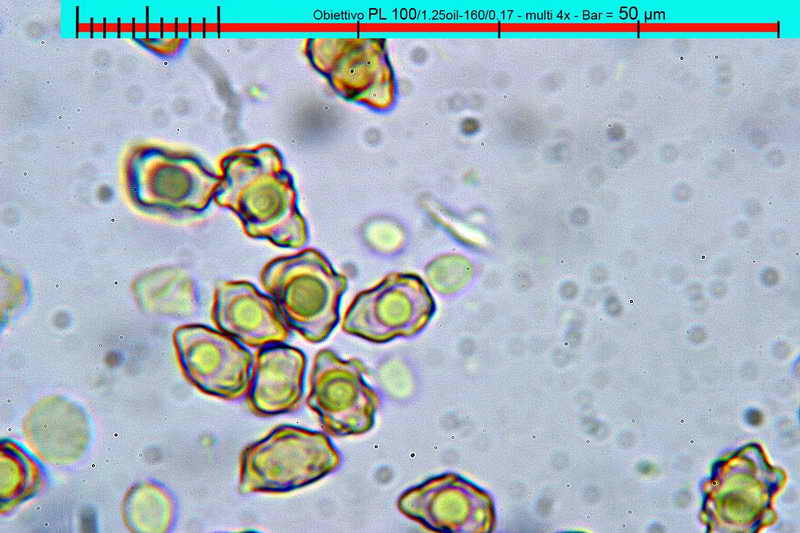 petiginosa_14.jpg