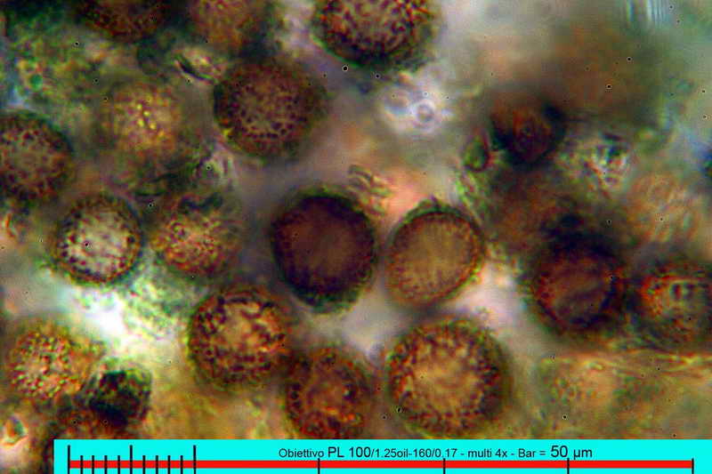 scleroderma_polyrrhizum_3040_18.jpg