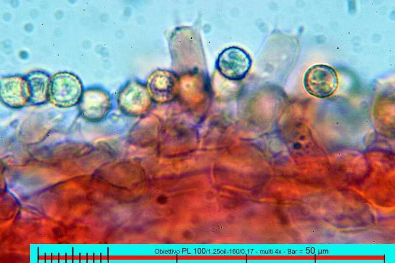 crepidotus_applanatus_var_applanatus_3097_11.jpg