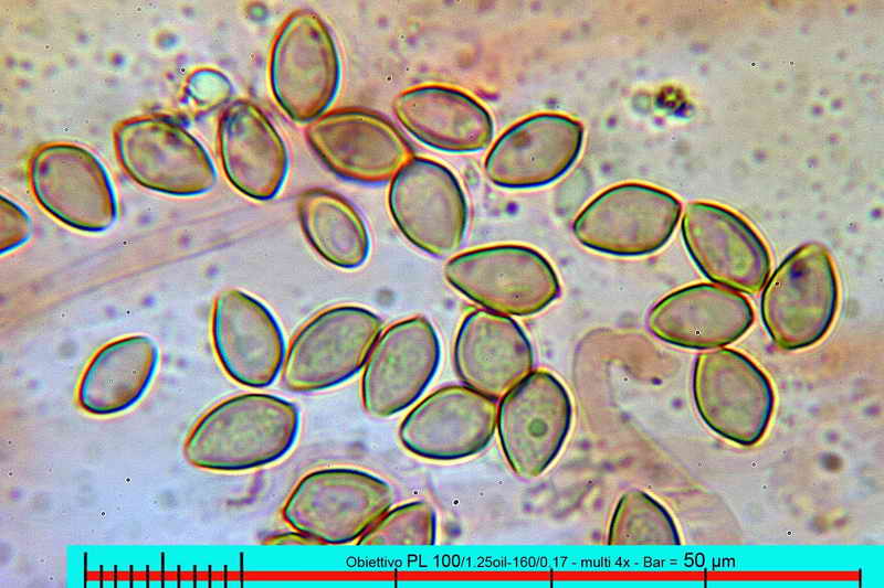 psilocybe_coprobia_3109_13.jpg