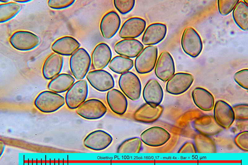 psilocybe_coprobia_3109_15.jpg