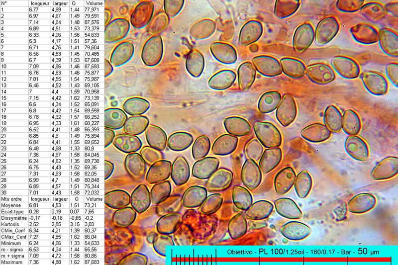 psilocybe_coprobia_3109_18.jpg