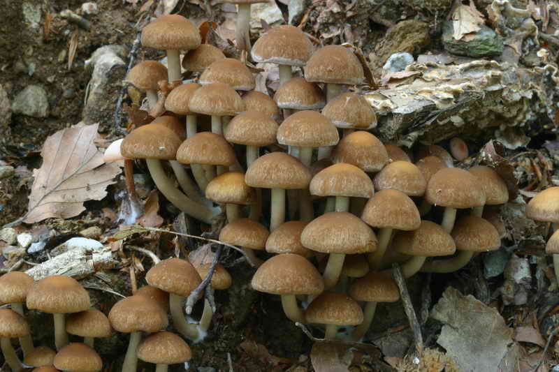 psathyrella_piluliformis_2934_01.jpg