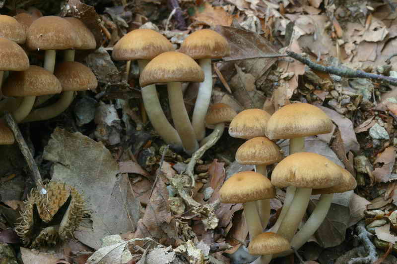 psathyrella_piluliformis_2934_02.jpg