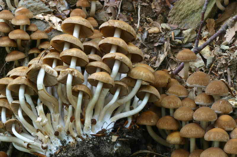 psathyrella_piluliformis_2934_03.jpg