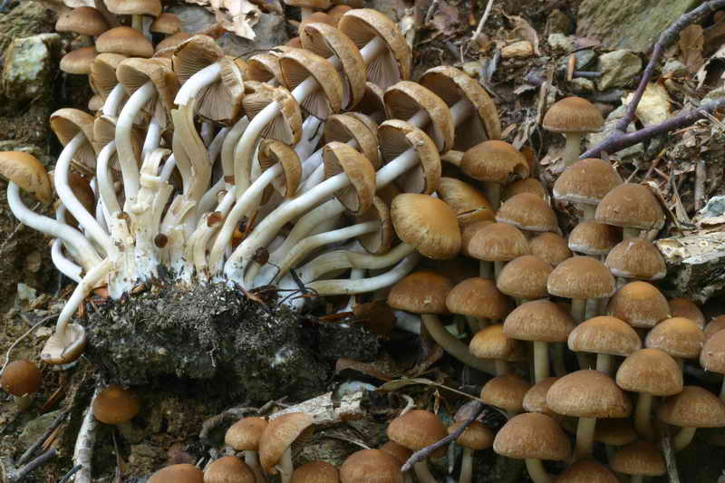 psathyrella_piluliformis_2934_04.jpg