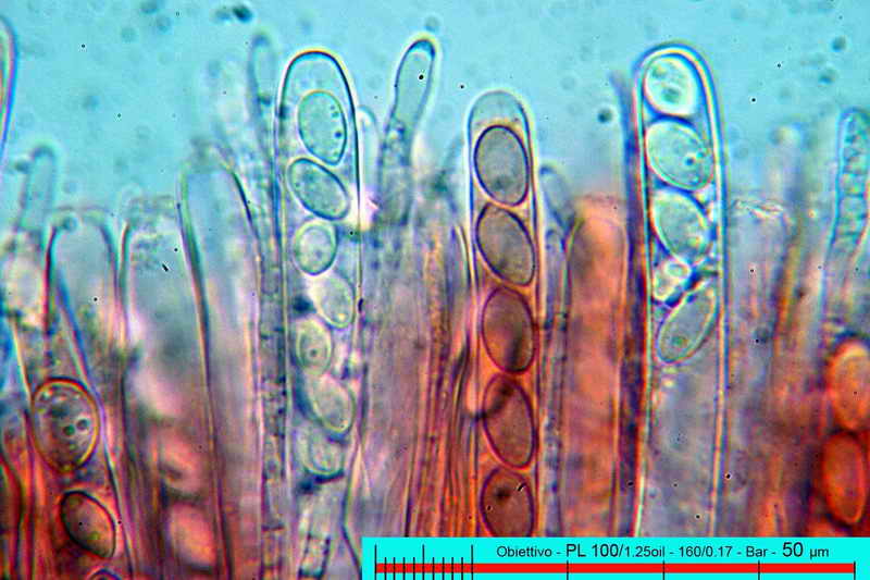 ciboria_batschiana_2535_05.jpg
