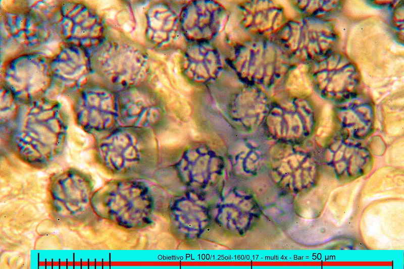 lactarius_decipiens_3176_08_ridimensionare.jpg