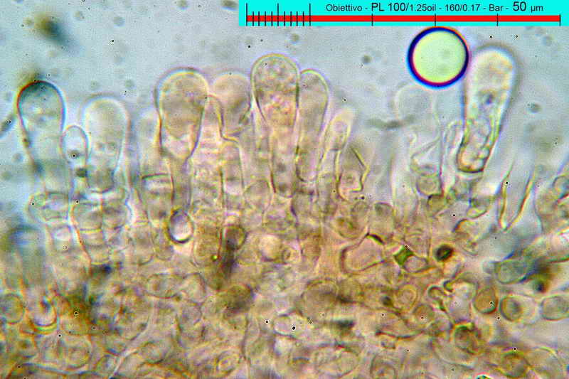 psathyrella_ammophila_12.jpg