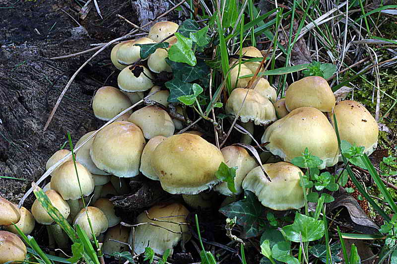 hypholoma_fasciculare_3212_03.jpg