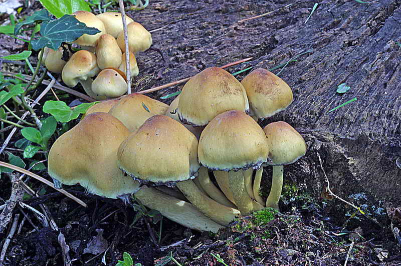 hypholoma_fasciculare_3212_04.jpg