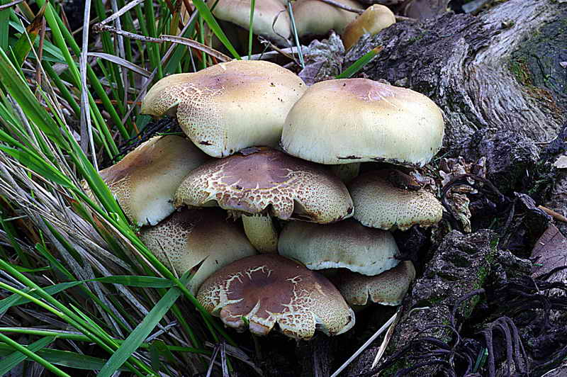 hypholoma_fasciculare_3212_05.jpg