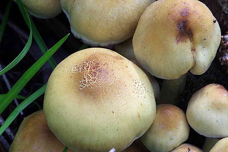 hypholoma_fasciculare_3212_06.jpg