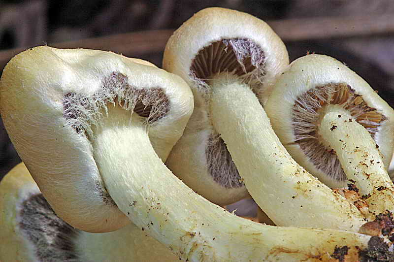 hypholoma_fasciculare_3212_07.jpg