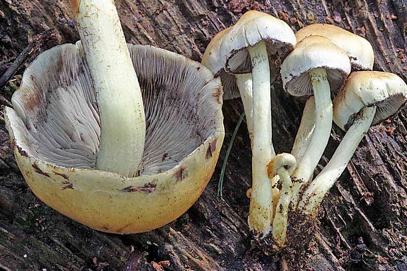 hypholoma_fasciculare_3212_09.jpg