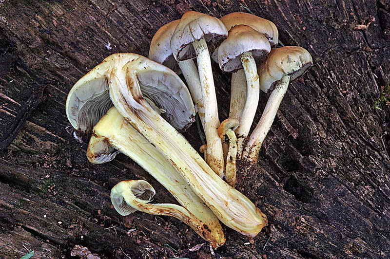 hypholoma_fasciculare_3212_10.jpg