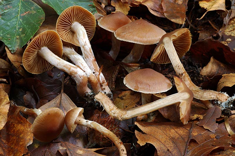 cortinarius_01.jpg