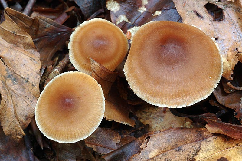 cortinarius_02.jpg