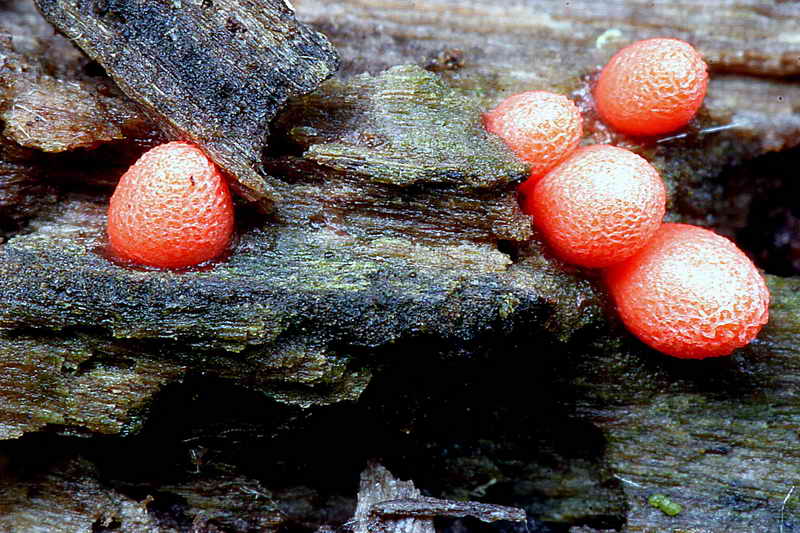 lycogala_conicum_1629_01.jpg