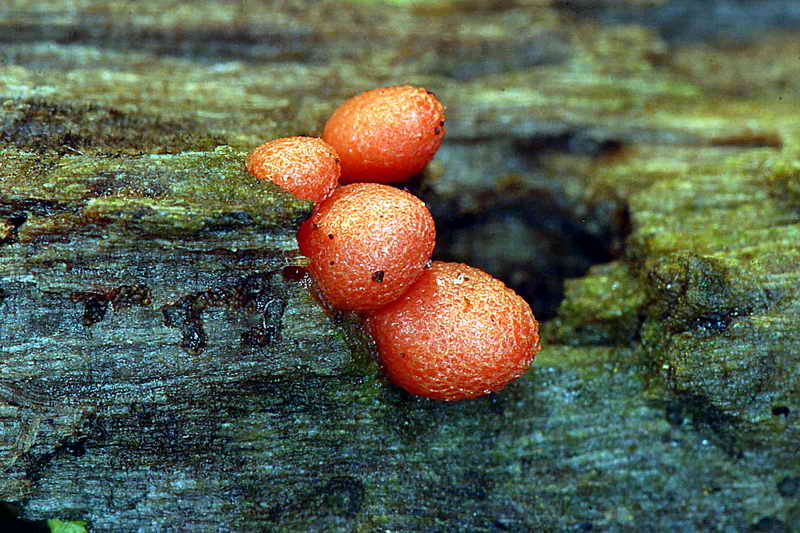 lycogala_conicum_1629_04.jpg