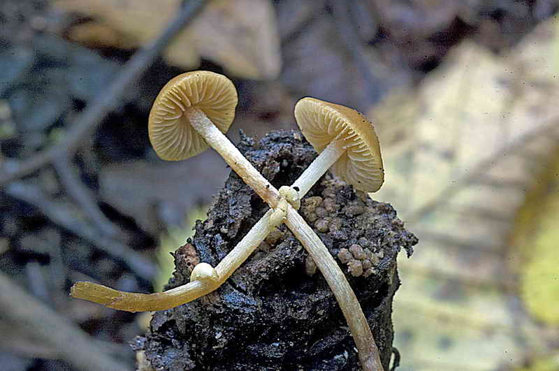 pholiotina_teneroides_3260_02.jpg