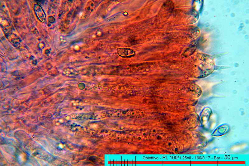 ramaria_flavobrunnescens_3266_09.jpg