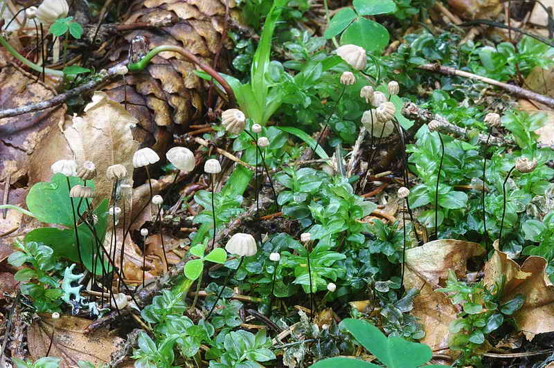 marasmius_wettsteinii_07.jpg