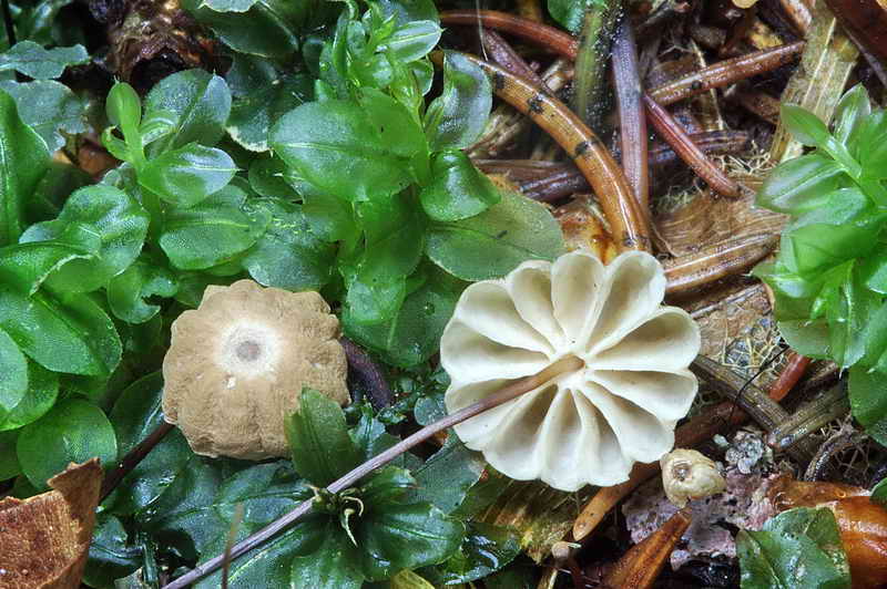 marasmius_wettsteinii_06.jpg