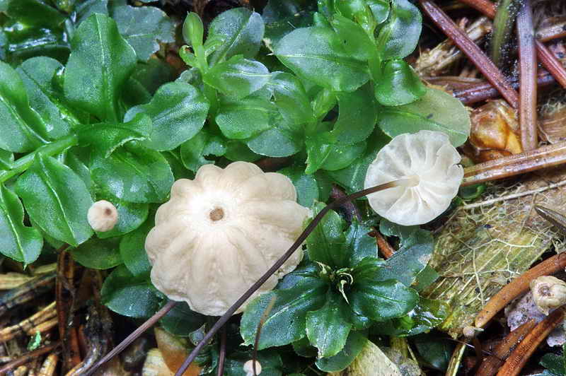 marasmius_wettsteinii_05.jpg