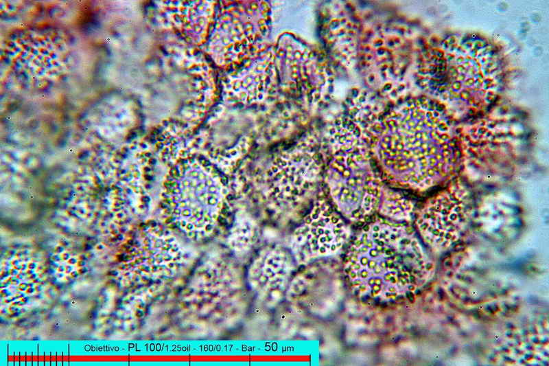 marasmius_wettsteinii_3277_08.jpg