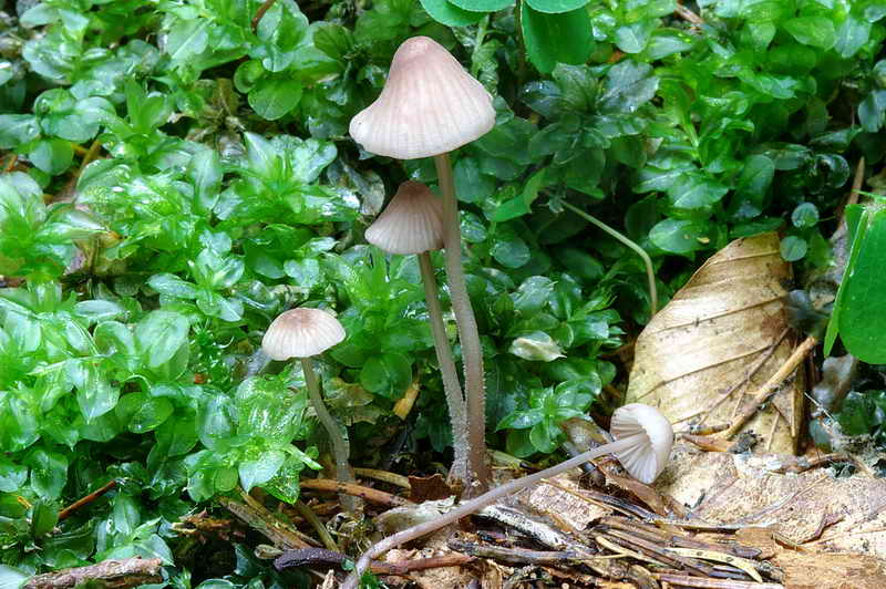 mycena_01.jpg