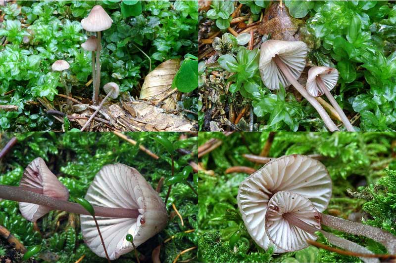 mycena_02.jpg