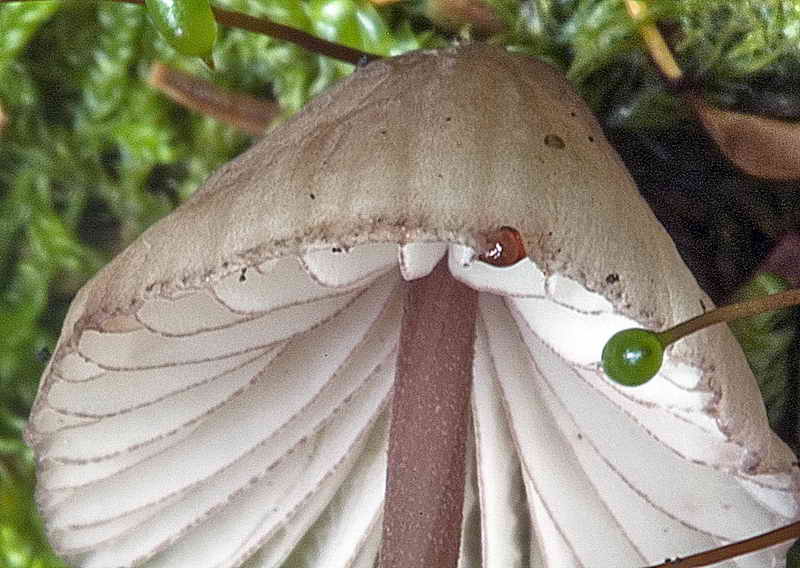 mycena_03.jpg