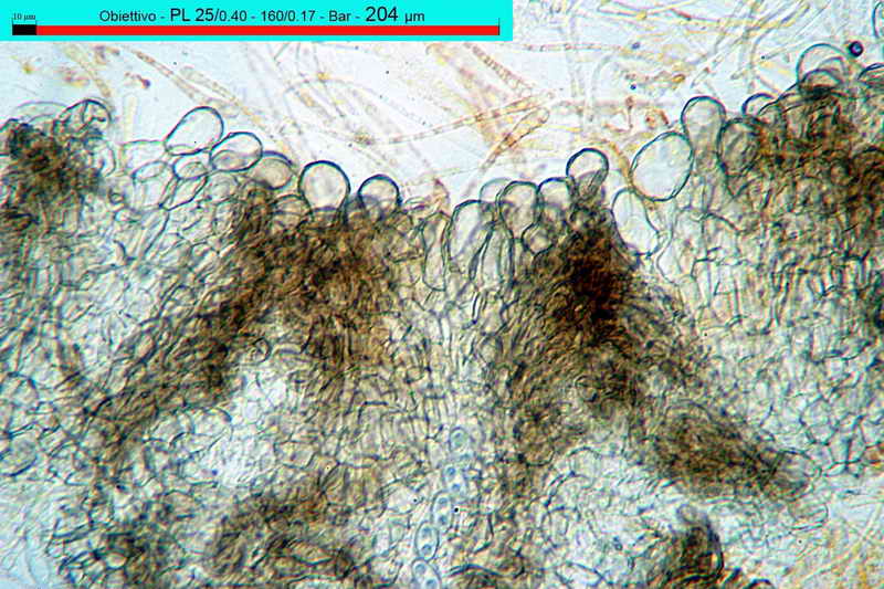 macrocystis_05.jpg