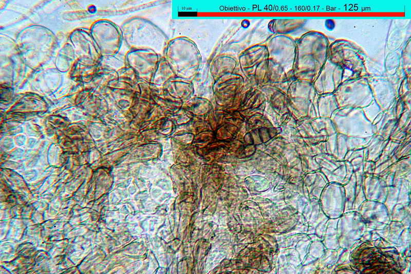 macrocystis_06.jpg