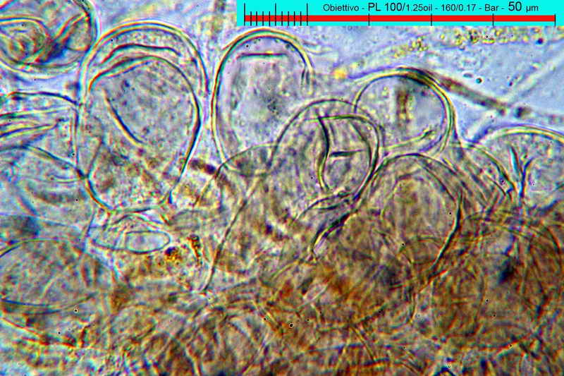 macrocystis_08.jpg