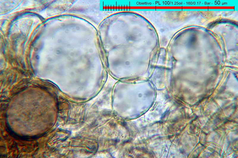 macrocystis_09.jpg