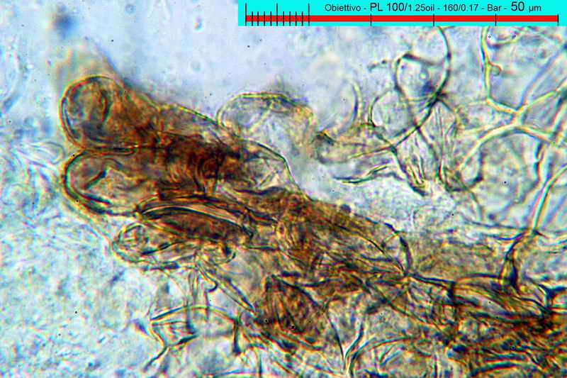 macrocystis_12.jpg