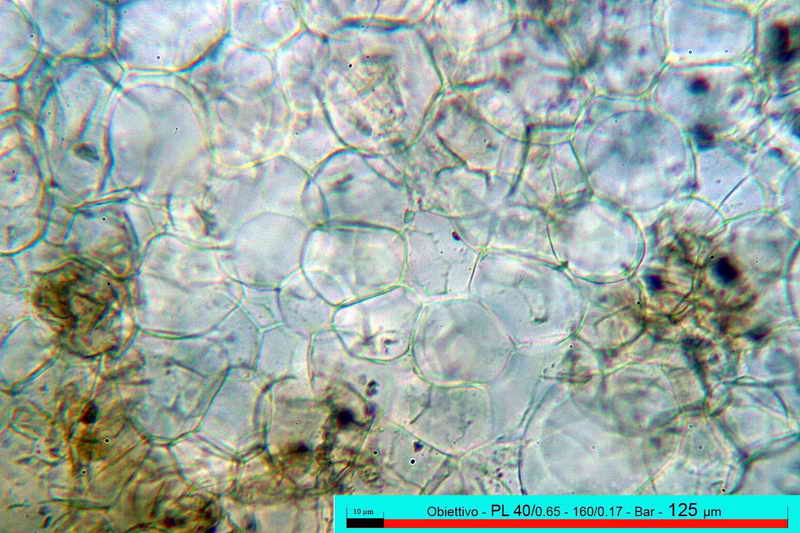 macrocystis_14.jpg
