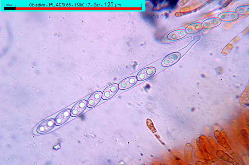 macrocystis_17.jpg