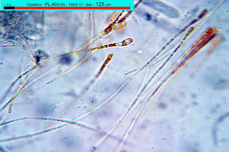 macrocystis_18.jpg