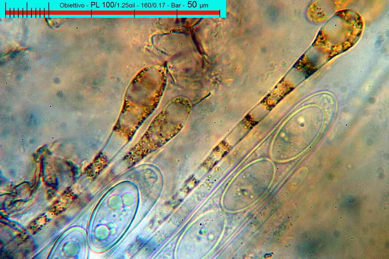 macrocystis_19.jpg