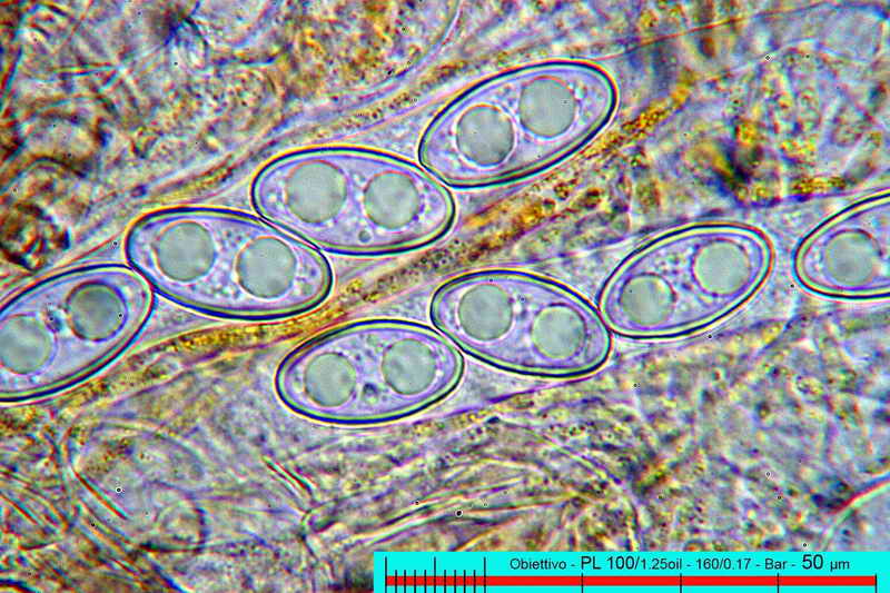 macrocystis_22.jpg