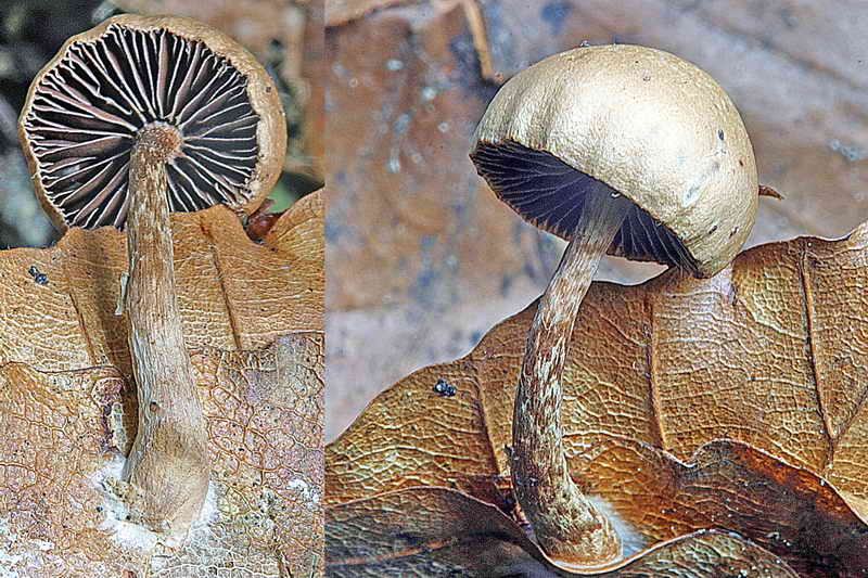 psilocybe_phyllogena_3287_02.jpg