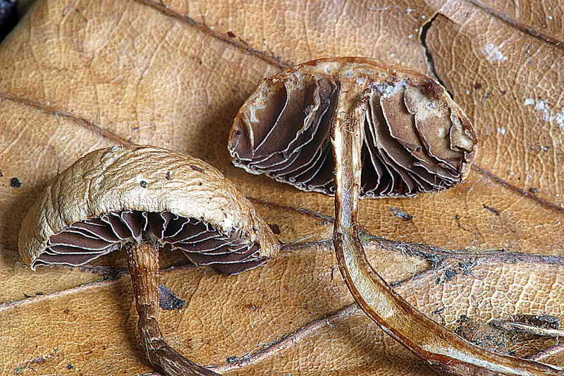 psilocybe_phyllogena_3287_05.jpg