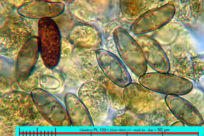 xerocomus_dryophilus_3288_20.jpg