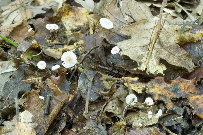 marasmius_quecophilus_3289__01.jpg