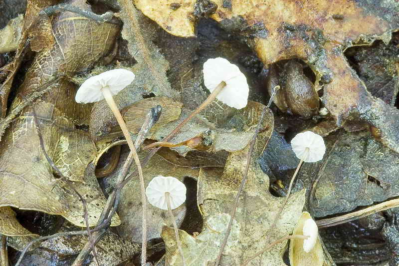 marasmius_quecophilus_3289__03.jpg