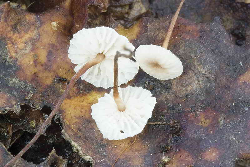 marasmius_quecophilus_3289__05.jpg