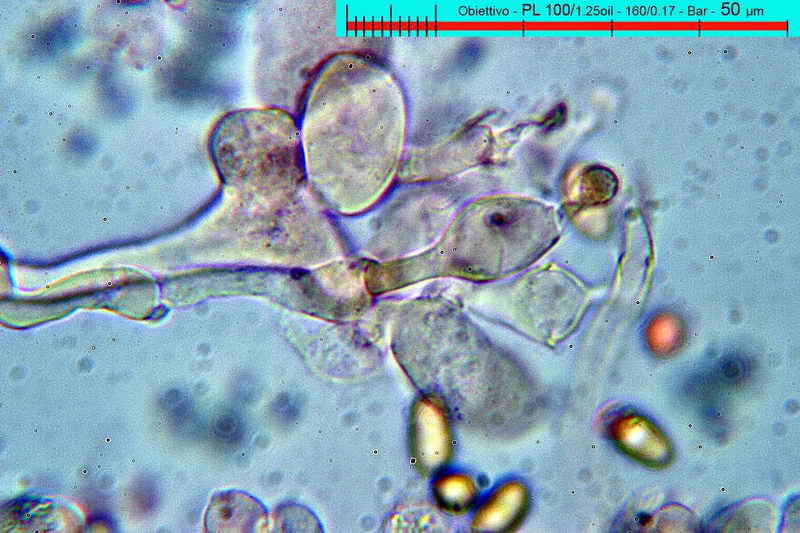 conocybe_pallidospora_3295_05.jpg